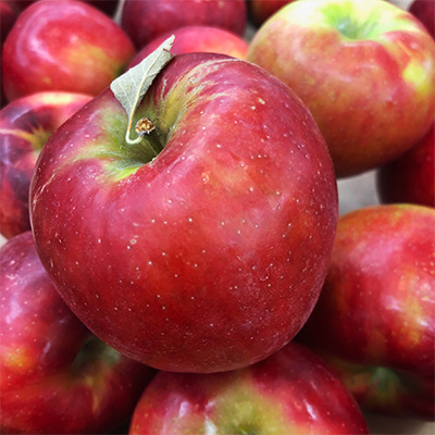 Fresh-picked apples in store now!